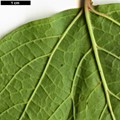 SpeciesSub: var. calvescens
